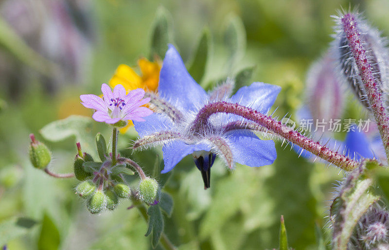 琉璃苣(Borago officinalis)